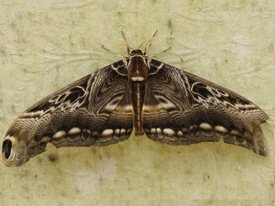 Dactyloceras lucina