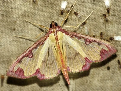 Cadarena pudoraria