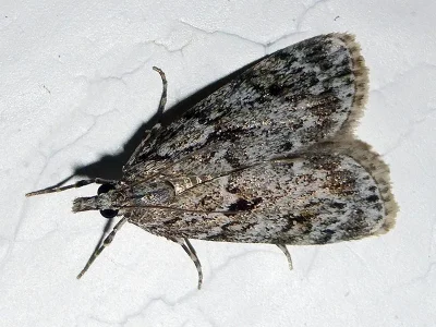 Scoparia basistrigalis