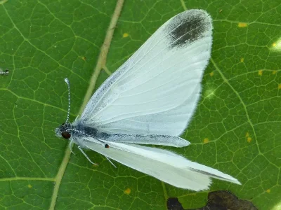 Leptidea juvernica
