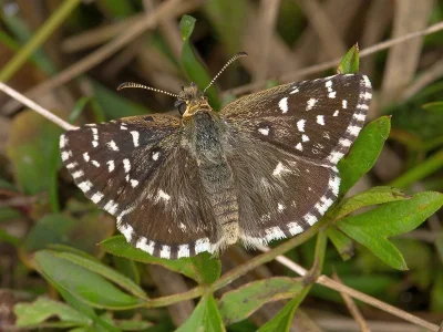 Pyrgus armoricanus