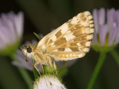 Pyrgus armoricanus