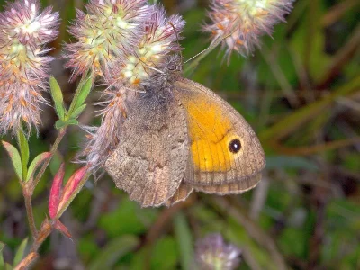 Hyponephele lycaon