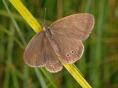 Coenonympha oedippus