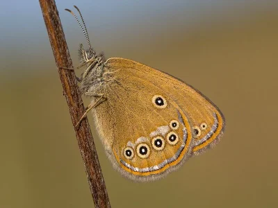 Coenonympha oedippus