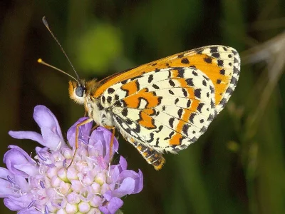 Melitaea didyma