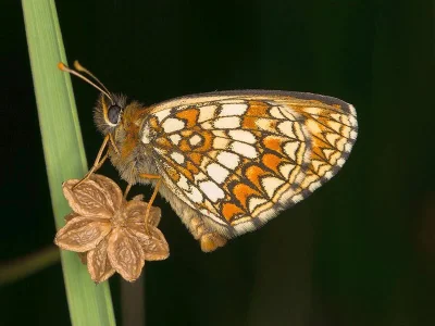 Melitaea (Mellicta) britomartis