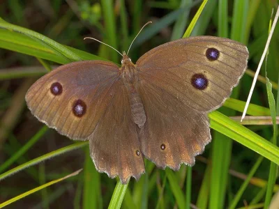Minois dryas