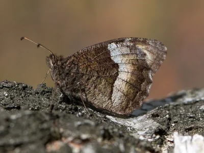 Hipparchia (Hipparchia) alcyone