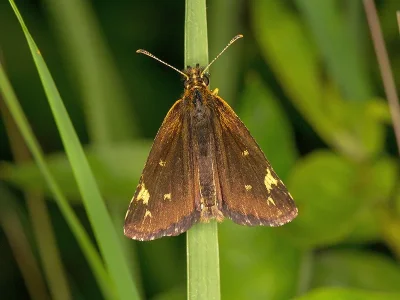 Heteropterus morpheus