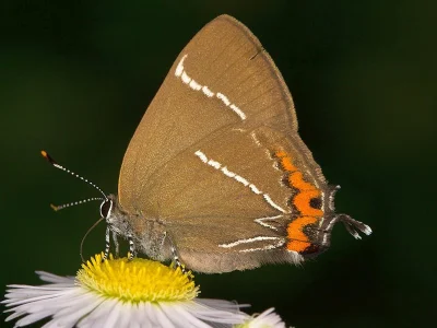 Satyrium (Strymonidia) w-album