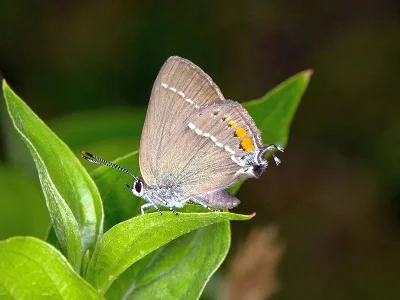 Satyrium (Strymonidia) spini
