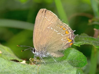 Satyrium (Nordmannia) ilicis