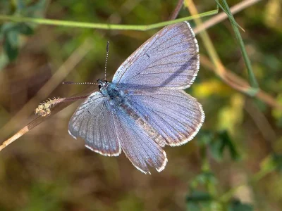 Phengaris alcon