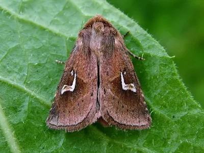 Phragmatiphila nexa