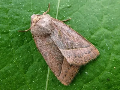 Mesogona oxalina