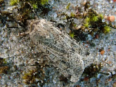 Euxoa (Euxoa) cursoria