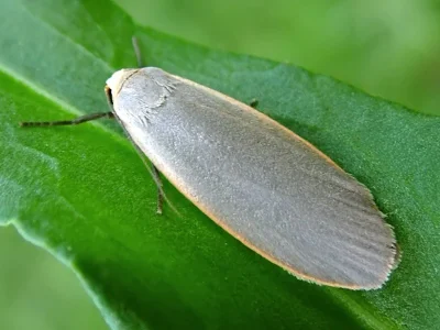 Eilema (Collita) griseola