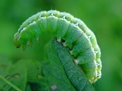 Cosmia (Ulmia) affinis