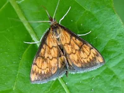 Ecpyrrhorrhoe rubiginalis