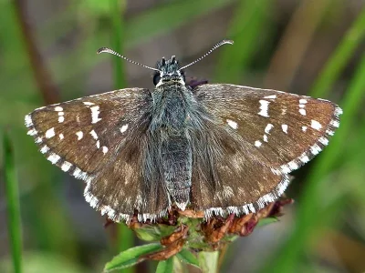 Pyrgus alveus