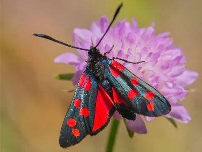 Zygaena (Zygaena) transalpina