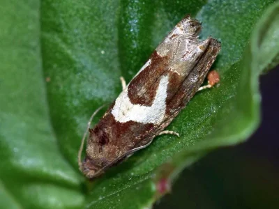 Epiblema foenella