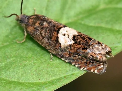 Epiblema sticticana