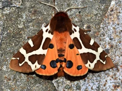 Arctia caja