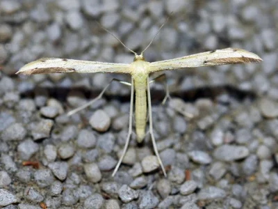 Adaina microdactyla