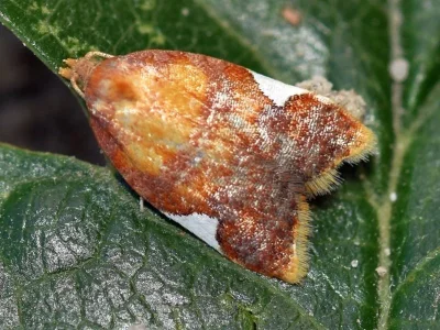 Acleris holmiana