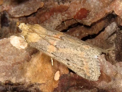 Gymnancyla hornigii