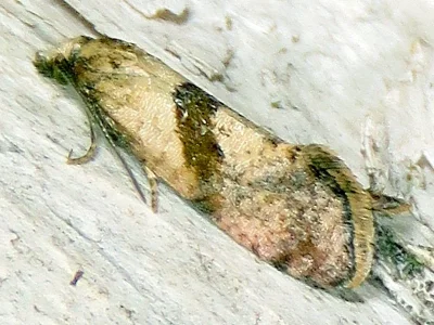 Cochylidia implicitana