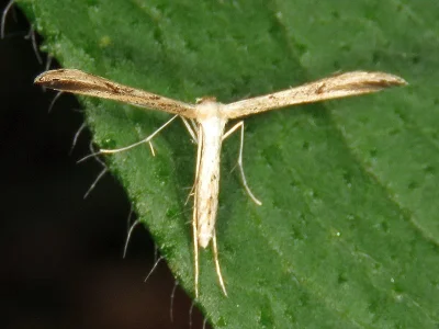 Adaina microdactyla