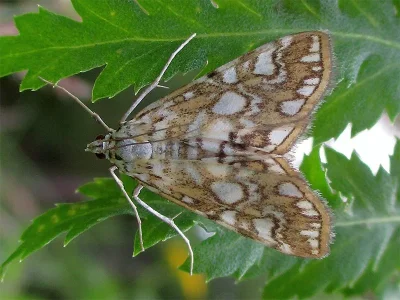 Elophila (Elophila) nymphaeata
