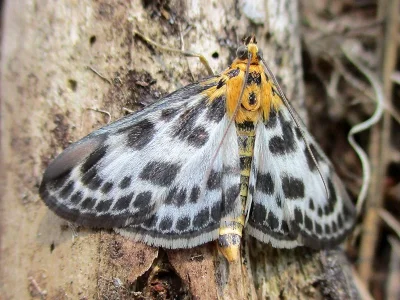 Anania hortulata
