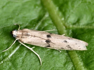 Phycitodes maritima
