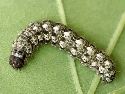 Cryphia (Euthales) algae
