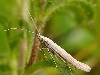 Coleophora pennella