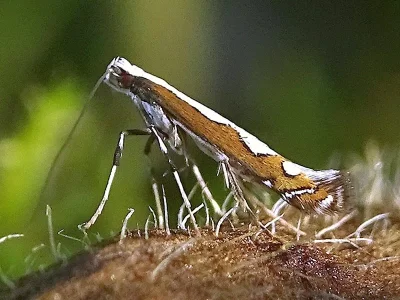 Dialectica scalariella