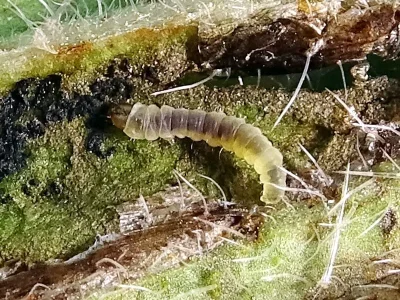 Dialectica scalariella