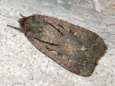 Spaelotis (Spaelotis) ravida