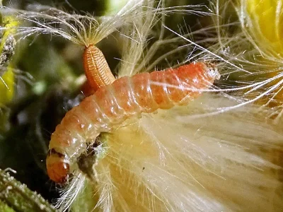 Neocochylis hybridella