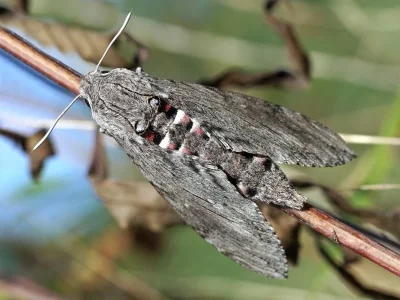 Agrius convolvuli