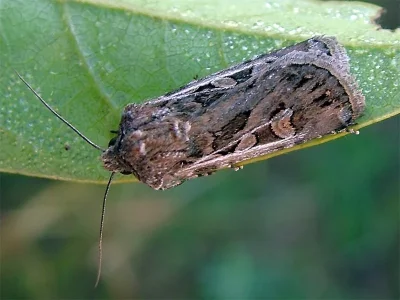 Euxoa (Euxoa) distinguenda