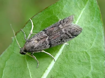 Ephestia elutella