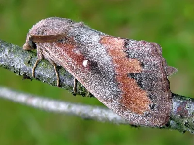 Dendrolimus pini