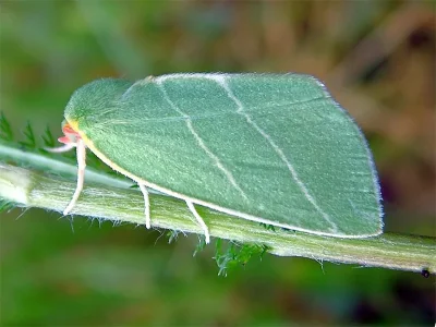 Bena bicolorana