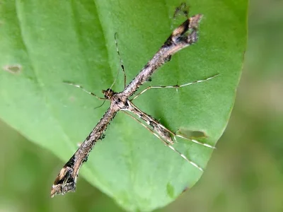 Amblyptilia acanthadactyla