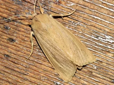 Rhizedra lutosa